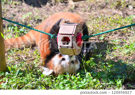 Red panda playing with toys 120956927