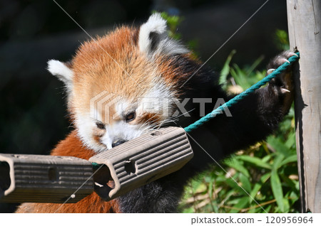 Red panda playing with toys Red panda playing with toys 120956964