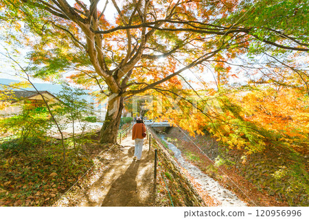 Autumn forest red maple leaf. Autumn forest red maple leaf. 120956996