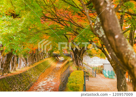 Autumn forest red maple leaf. 120957009