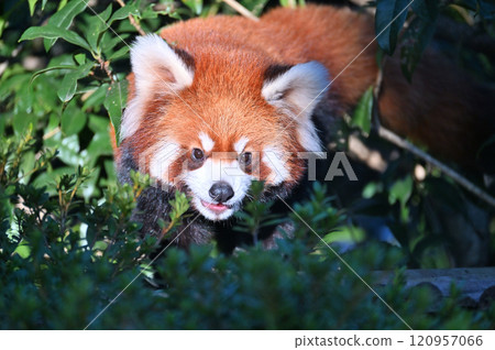 A close-up of a cute smiling red panda A close-up of a cute smiling red panda 120957066