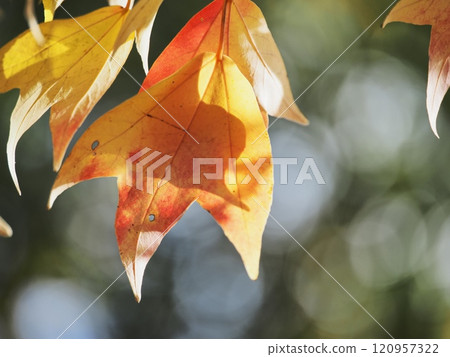 秋葉去紅 120957322