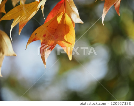 Autumn leaves to go red Autumn leaves to go red 120957328
