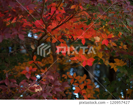 Red, yellow and purple Enkianthus campanulatus (lighthouse azalea with autumn leaves) Red, yellow and purple Enkianthus campanulatus (lighthouse azalea with autumn leaves) 120957427