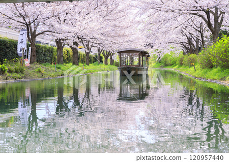 Fushimi Cherry blossoms in full bloom Fushimi Cherry blossoms in full bloom 120957440