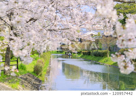 Fushimi Cherry blossoms in full bloom 120957442