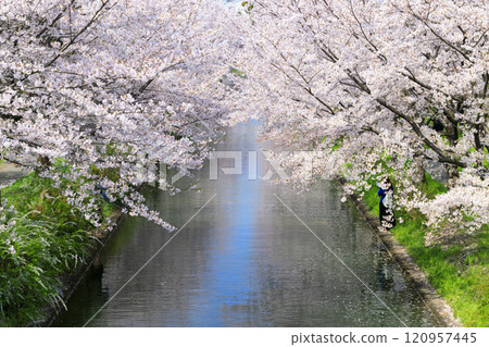 Fushimi Cherry blossoms in full bloom 120957445