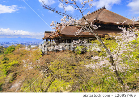 Kiyomizu Temple Cherry blossoms in full bloom Kiyomizu Temple Cherry blossoms in full bloom 120957469