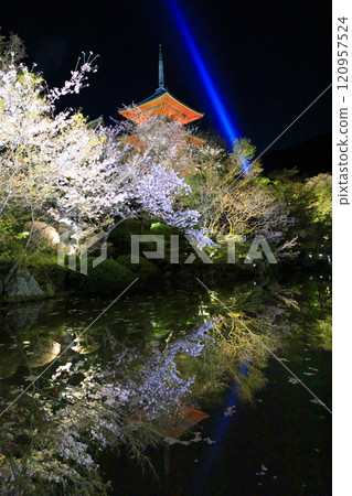 裝修後的清水寺櫻花 120957524