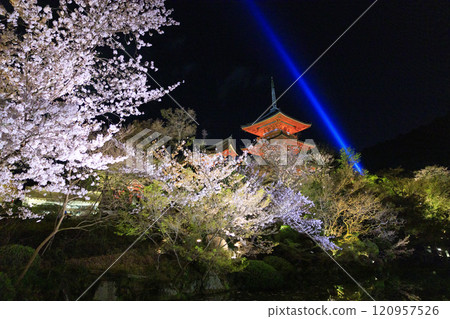 裝修後的清水寺櫻花 120957526