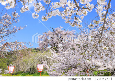Maruyama Park Cherry blossoms in full bloom 120957621