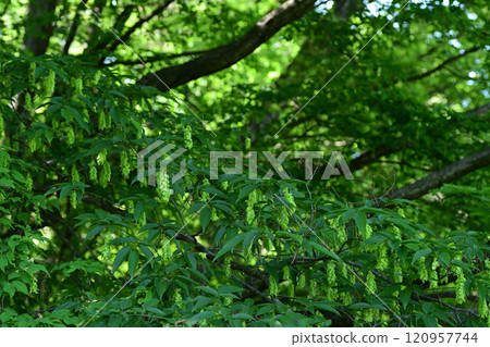 熊海鯨果子 熊海鯨果子 120957744