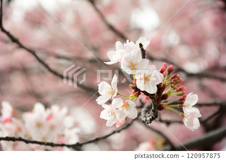 Cherry blossoms in full bloom bathed in the spring sunshine 120957875