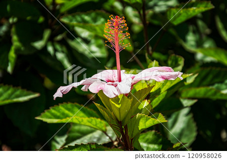 The flower of white-purple color grows vertically upwards The flower of white-purple color grows vertically upwards 120958026