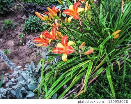 Beautiful red-yellow flowers of a red-pink lily close-up 120958028