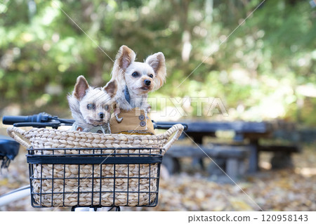 Autumn park and two Yorkshire terriers in a bicycle basket Autumn park and two Yorkshire terriers in a bicycle basket 120958143
