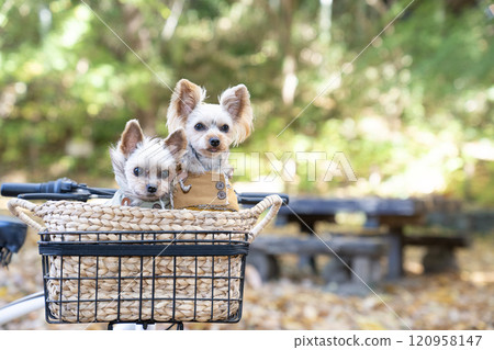 Autumn park and two Yorkshire terriers in a bicycle basket 120958147