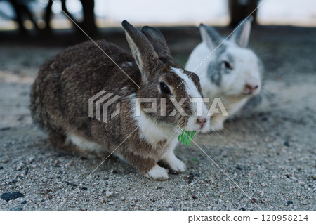 在奧野島的Usagi 120958214