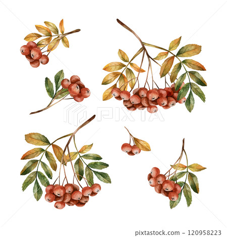 Rowan branch with ripe red berries and leaves. Autumn arrangements. Watercolor hand drawn floral illustration isolated on white background for fall design, cozy prints, botanical cards, floral labels Rowan branch with ripe red berries and leaves. Autumn arrangements. Watercolor hand drawn floral illustration isolated on white background for fall design, cozy prints, botanical cards, floral labels 120958223