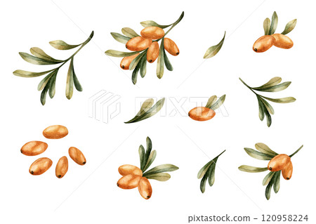 Sea buckthorn branches with orange berries and green leaves. Medicinal plant. Set of watercolor hand drawn isolated floral illustrations for fall design, botanical prints, medicinal herbs package 120958224