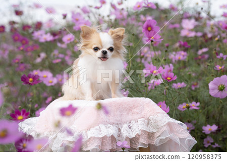 陸地上的宇宙田和微笑的吉娃娃 120958375