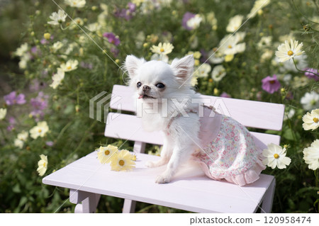 Cosmos field and smiling chihuahua Bi-chan Cosmos field and smiling chihuahua Bi-chan 120958474