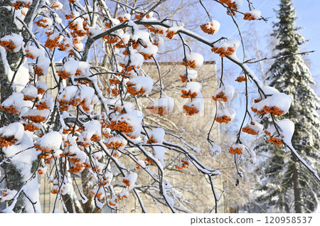 a close-up view of a tree heavily laden with snow, accentuating clusters of bright orange berries 120958537