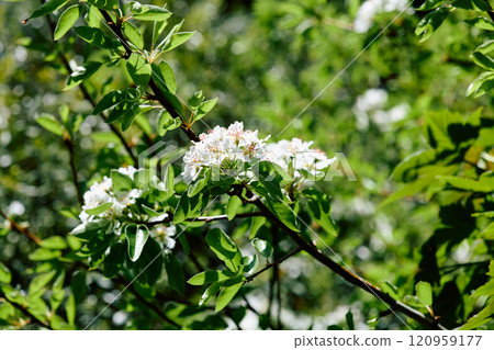 Branch of blossoming pear 120959177
