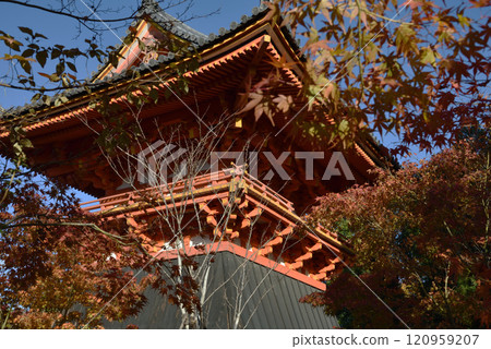 World Heritage Site Ninna-ji Temple: Bell tower surrounded by maples [Important Cultural Property] 120959207