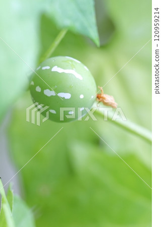 Fruit of Okinawa sparrow. 120959214