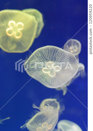 Jellyfish Aquarium 120959220