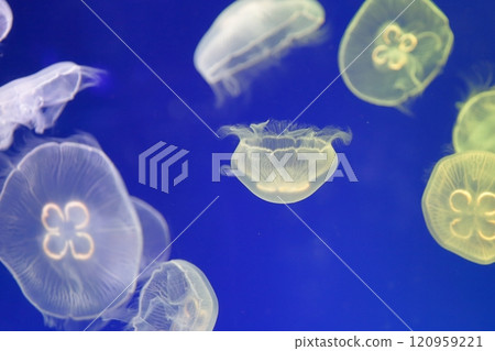 Jellyfish Aquarium 120959221