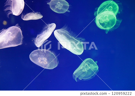 Jellyfish Aquarium Jellyfish Aquarium 120959222