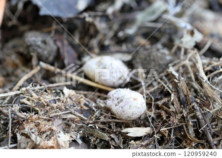 白玉蘑菇白色球形蘑菇 白玉蘑菇白色球形蘑菇 120959240