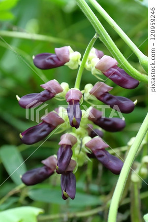 M豆花 M豆花 120959246