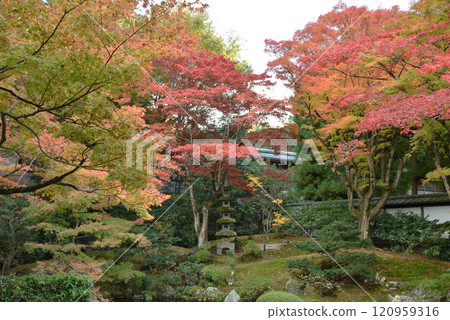 Autumn at the Imperial Temple Sennyuji: The vibrant Gozasho Garden (Higashiyama Ward, Kyoto City) 120959316