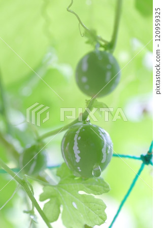 Okinawan melon fruit Okinawa melon 120959325