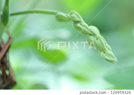 Close-up of Mucuna pruriens 120959326