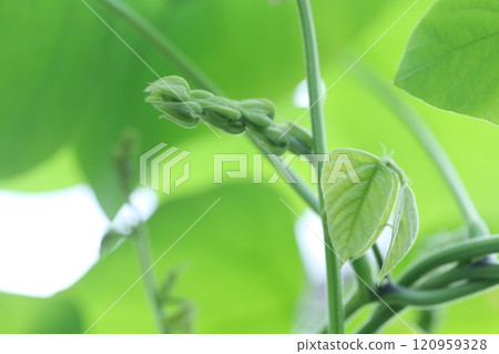 黧豆的特寫鏡頭 黧豆的特寫鏡頭 120959328