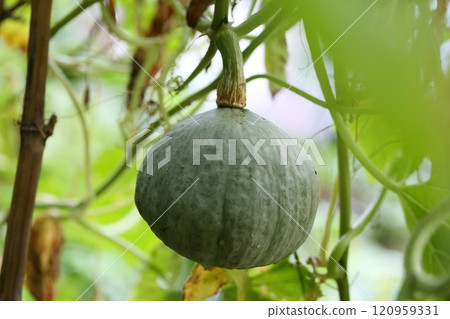 Pumpkins grown in the air Pumpkins grown in the air 120959331