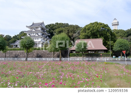Asahi Castle and cosmos fields (Owariasahi City, Aichi Prefecture) 120959336