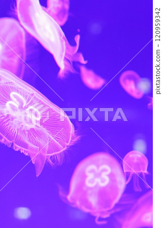 Jellyfish Aquarium Jellyfish Aquarium 120959342