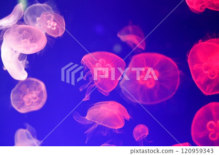 Jellyfish Aquarium Jellyfish Aquarium 120959343