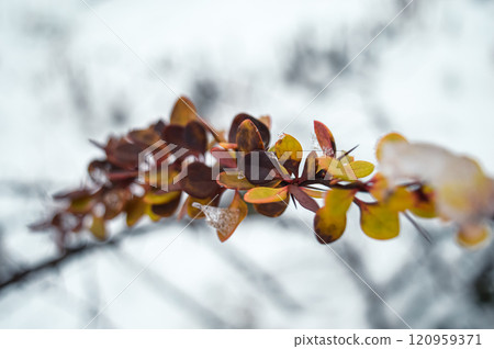 a bright red-orange barberry branch on a background of white snow. High quality photo a bright red-orange barberry branch on a background of white snow. High quality photo 120959371