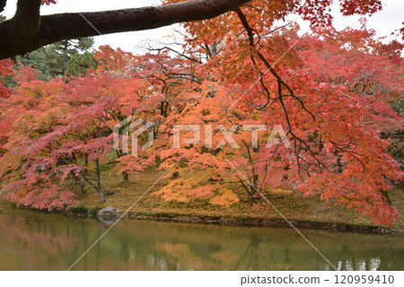 秋天的京都仙洞皇居北池和楓樹(京都市上京區) 秋天的京都仙洞皇居北池和楓樹(京都市上京區) 120959410