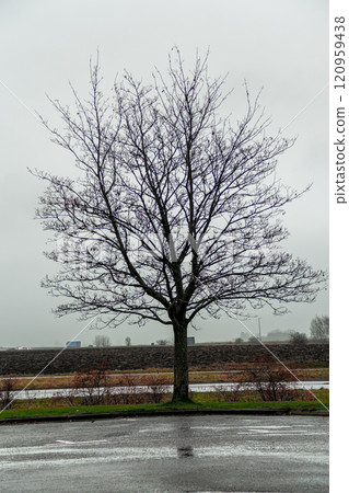 Silhouette of a solitary tree without leaves the early morning light 120959438