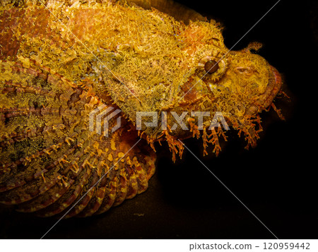 Closeup shot of a scorpionfish found at a Puerto Galera wreck dive in the Philippines. 120959442