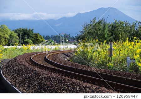 軌道的急轉彎位於非電氣化路段，沒有電線桿和電線，路邊風景是高高的、冒泡的草，叢生著亮黃色的花朵。 120959447