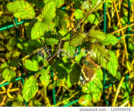 butterfly on green leaves 120959476