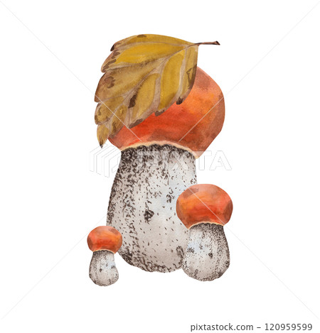Birch leaf with mushroom family aspen mushrooms. Watercolor illustration of forest mushrooms and autumn fallen birch leaf. Hand-drawn in botanical style. Suitable for your design Birch leaf with mushroom family aspen mushrooms. Watercolor illustration of forest mushrooms and autumn fallen birch leaf. Hand-drawn in botanical style. Suitable for your design 120959599